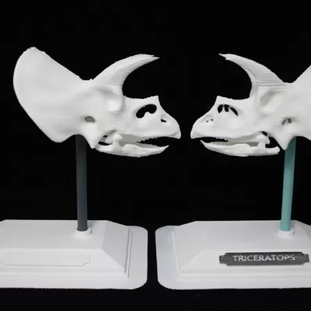 3d Medical Models 1