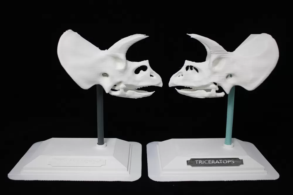 3d Medical Models 1