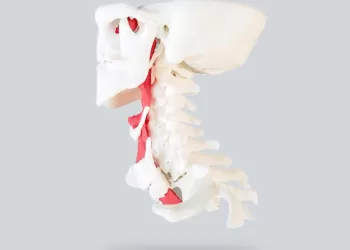 3D Spine and Trachea Model